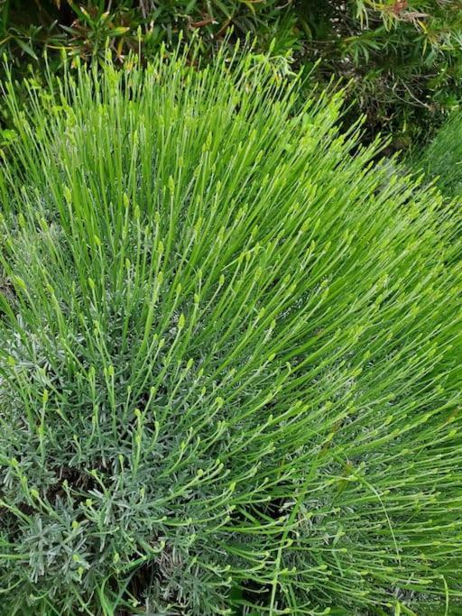 Reve En Luberon Βίλα Lauris Εξωτερικό φωτογραφία